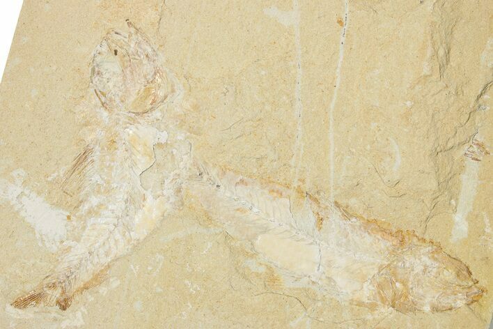 Two Cretaceous Fossil Fish - Lebanon #256021